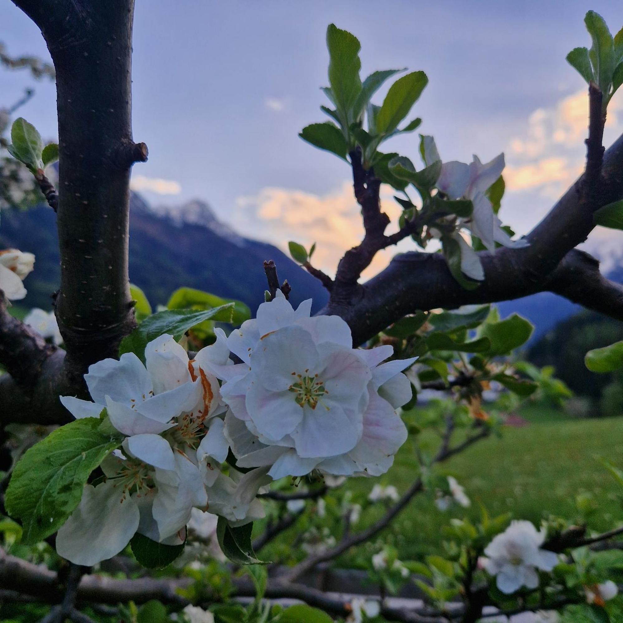 Klein&Fein Appartement Neustift im Stubaital Buitenkant foto